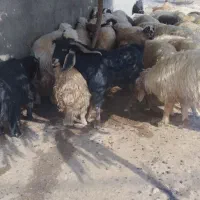 بز نر|حیوانات مزرعه|دره شهر, |دیوار