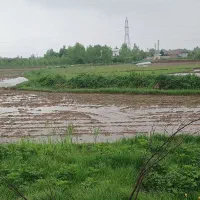 شالیزار-سنتی-3200