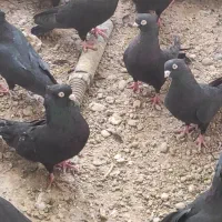 سیاه آبادانی|پرنده|بندر گناوه, |دیوار