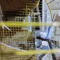 ۱۵۰۰تومان|پرنده|بندرعباس, |دیوار