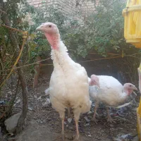 بوقلمون گوشتی