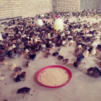 جوجه|حیوانات مزرعه|یزد, |دیوار