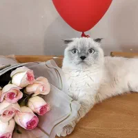 گربه اسکاتیش فولد ماده بلوپوینت عقیم نشده|گربه|کرج, شهرک بنفشه|دیوار