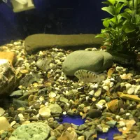 انواع ماهی گوشت خوار و گیاه خوار و لابستر و پرنده