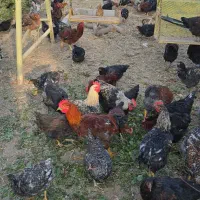 فروش خروس رسمی سلامت بهشرط|حیوانات مزرعه|پاکدشت, پاکدشت (مامازند)|دیوار