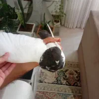 ماده پروازی زیبا|پرنده|گرمی, |دیوار