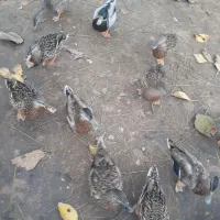 بچه مرغابی رام شده دونه ای ۶۰۰