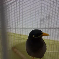 مرغ مینا|پرنده|کرج, باغستان|دیوار