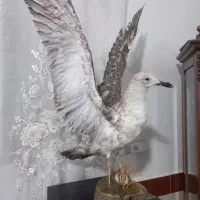 لوازم خانه|مجسمه، تندیس، ماکت|ورامین, ورامین|دیوار