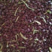 فروش لوبیا قرمز