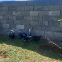 کلاردشت مازندران کردیچال