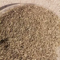 زیره سبزتمیز|خوردنی و آشامیدنی|تربت جام, معدآباد|دیوار