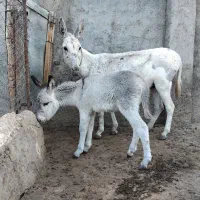 یک الاق با کره نر گوسفندی