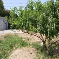 باغ،باغچه ۷۰۰متر جاده آدران شهریار|فروش دفتر صنعتی، کشاورزی، تجاری|صباشهر, |دیوار