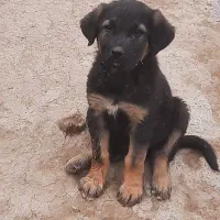 توله ژرمن نر مو کلاسیک