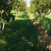 فروش زمین باغ