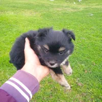 توله میکس پامر و اشپیتز