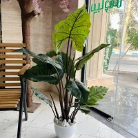 فروش انواع درخچه های مصنوعی، دیوار پوش سبز|گل مصنوعی|شهریار, شهریار|دیوار