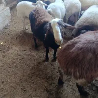 بره لاکن بره سال رومانوف وبره هترو|حیوانات مزرعه|کرج, خرمدشت|دیوار