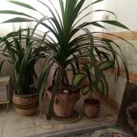 گل پاندانوس که پراز جوانه مناسب برای آپارتمان