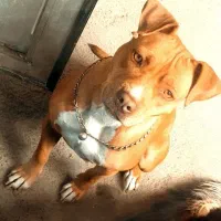 توله سگ پیتبول