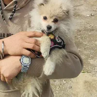 سگ پامرین خرسی|سگ|کهریزک, |دیوار