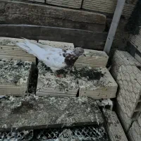 کبوتر باشی رهلی|پرنده|مرند, |دیوار