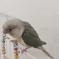 طوطی گرینچیک سخنگو|پرنده|کرمان, |دیوار