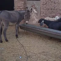 الاغ ماده|حیوانات مزرعه|کرمان, |دیوار