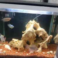 اکواریوم رومیزی