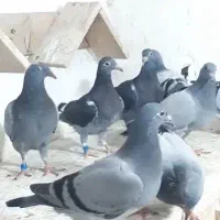 کبوتر|پرنده|اهواز, امانیه|دیوار