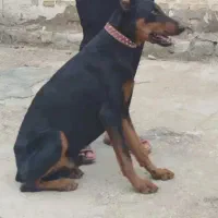 دوبرمن درجه یک