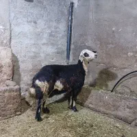 میش پلنگی سیاسفید آبستن