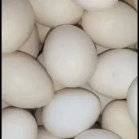 تخم مرغ محلی