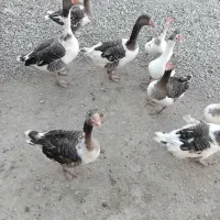 غاز|حیوانات مزرعه|کوهدشت, |دیوار