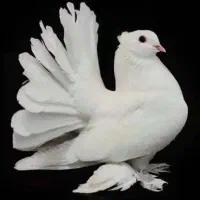 کبوتر|پرنده|دزفول, |دیوار