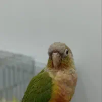 فروش گرینچیک