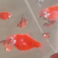 ۳۰ تا تایگر بارب بی خط|ماهی|قم, شاه سید علی|دیوار