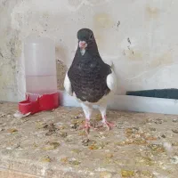 یال سرکه ای نر بی عیب ذات چاپی سرور