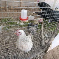 فروش جوجه برهما و محلی و گلین|حیوانات مزرعه|خرمدره, |دیوار