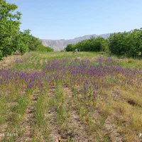 زمین و باغ|فروش دفتر صنعتی، کشاورزی، تجاری|اسفراین, |دیوار