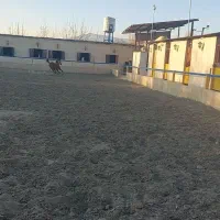 باشگاه سوارکاری (پانسیون اسب-آموزش سوارکاری)|اسب و تجهیزات اسب‌سواری|تهران, سعیدآباد|دیوار