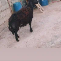 قوچ