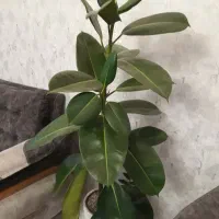 گل اپارتمانی