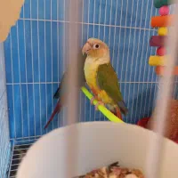 مولد گرینچیک و کتوله تضمینی|پرنده|مشهد, ویلاشهر|دیوار