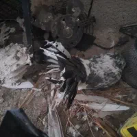 کبوتر چتری|پرنده|مشگین شهر, |دیوار