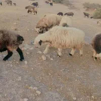 ۱۴۰ راس شیشک میش ترکی