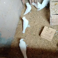 تعدادی کبوتر سفید  فروشی|پرنده|شهرضا, |دیوار