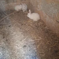 بچه خرگوش|موش و خرگوش|نجفآباد, قلعه سفید|دیوار