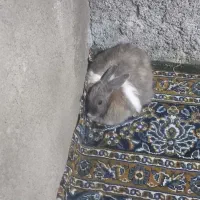 خرگوش اهلی|موش و خرگوش|قزوین, |دیوار